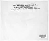 Aecidium tussilaginis image